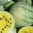 Wassermelone, gelb Early Moon Beam - Citrullus lanatus -...