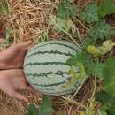 Wassermelone, gelb Early Moon Beam - Citrullus lanatus -...