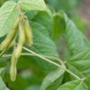 Edamame, Sojabohne An Dunscaja - Glycine max - BIOSAMEN