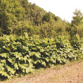 Klette, grosse Tokinogawa Long - Arctium lappa - BIOSAMEN