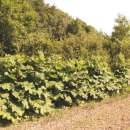 Klette, grosse Tokinogawa Long - Arctium lappa - BIOSAMEN