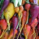 Rande, Rote Beete Gemischt, 3 Root Grex - Beta vulgaris - BIOSAMEN