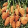 Karotte De Guérande - Daucus carota - BIOSAMEN