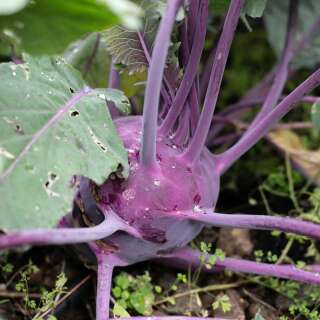 Kohlrabi Violet de Vienne - Brassica oleracea var. gongylodes - BIOSAMEN