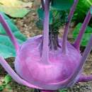 Kohlrabi Violet de Vienne - Brassica oleracea var....