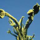 Amaranth Annapurna - Amaranthus hypochondriacus - BIOSAMEN