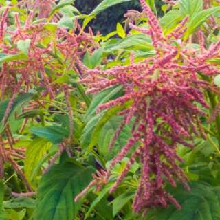 Amaranth Coral Fountain - Amaranthus caudatus - BIOSAMEN