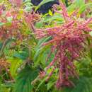 Amaranth Coral Fountain - Amaranthus caudatus - BIOSAMEN