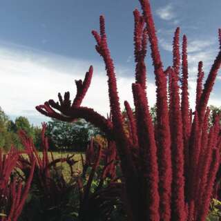 Amaranth Népalaise - Amaranthus cruentus - BIOSAMEN