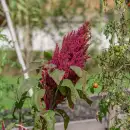 Amarante à Grains Népalaise - Amaranthus...