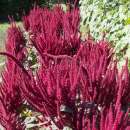 Amaranth Népalaise - Amaranthus cruentus - BIOSAMEN