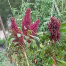Amarante à Grains Népalaise - Amaranthus...
