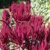 Amaranth Népalaise - Amaranthus cruentus - BIOSAMEN