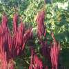 Amaranth Népalaise - Amaranthus cruentus - BIOSAMEN