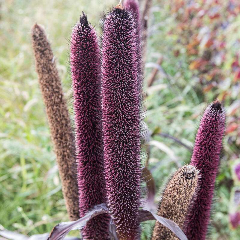 Zierhirse Purple Majesty - Pennisetum glaucum - BIOSAMEN