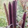 Zierhirse Purple Majesty - Pennisetum glaucum - BIOSAMEN