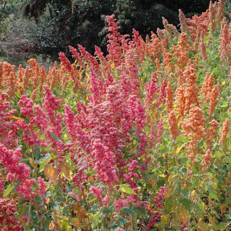 Quinoa Brightest Brilliant Rainbow - Chenopodium quinoa - BIOSAMEN