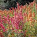 Quinoa Brightest Brilliant Rainbow - Chenopodium quinoa -...