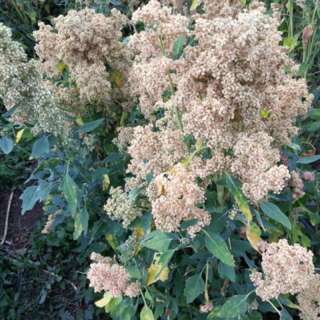 Quinoa Mint Vanilla - Chenopodium quinoa - BIOSAMEN