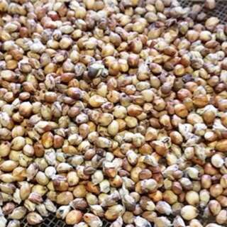 Getreide Hirse Allu Jola Popping - Sorghum bicolor -...