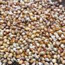 Getreide Hirse Allu Jola Popping - Sorghum bicolor -...