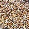 Getreide Hirse Allu Jola Popping - Sorghum bicolor - BIOSAMEN
