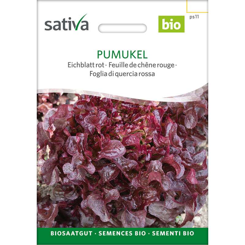 Eichblattsalat Pumukel - Lactuca sativa  - BIOSAMEN