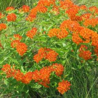 Seidenpflanze, knollige - Asclepias tuberosa - BIOSAMEN