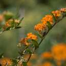 Seidenpflanze, knollige - Asclepias tuberosa - BIOSAMEN