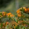 Seidenpflanze, knollige - Asclepias tuberosa - BIOSAMEN