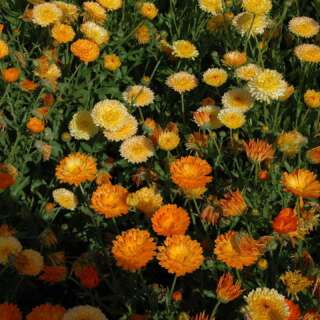 Ringelblume Citrus Sherbet Mix - Calendula officinalis - BIOSAMEN