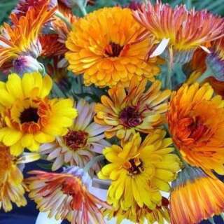 Ringelblume Flashback Mix - Calendula officinalis - BIOSAMEN