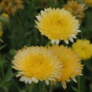 Ringelblume Lemon Pastel - Calendula officinalis - BIOSAMEN