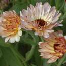 Ringelblume Strawberry Blonde - Calendula officinalis -...