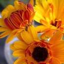 Ringelblume Sunshine Flashback - Calendula officinalis -...