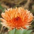 Ringelblume Triangle Flashback Zeolight - Calendula...