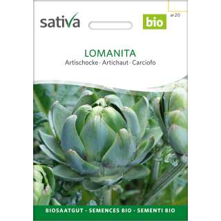 Artischocke Lomanita - Cynara scolymus