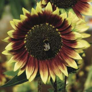 Sonnenblume Beauté dAutomne - Helianthus annuus - BIOSAMEN