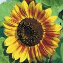Sonnenblume Beauté dAutomne - Helianthus annuus -...