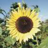 Sonnenblume Lemon Queen - Helianthus annuus - BIOSAMEN