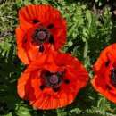 Mohn (Türkischer, Orientalischer) Brilliant - Papaver orientale - BIOSAMEN