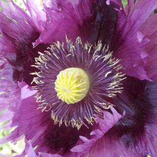 Mohn, Schlafmohn Jimis Purple Haze - Papaver somniferum - BIOSAMEN