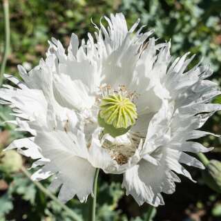 Mohn, Schlafmohn Jimis Snowflakes - Papaver somniferum - BIOSAMEN