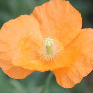 Mohn - Papaver apokrinomenon - BIOSAMEN