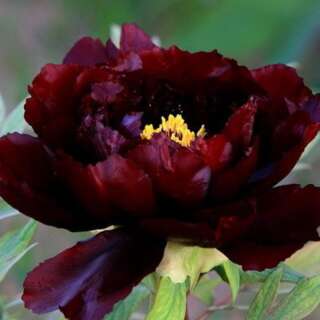 Mohn, Schlafmohn Pavot Noir - Papaver somniferum var. paeoniflorum - BIOSAMEN