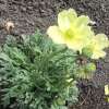 Mohn, Zwergmohn Pavot du Japon - Papaver miyabeanum - BIOSAMEN