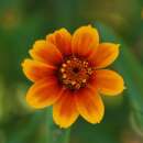 Zinnie Old Mexico - Zinnia haageana - BIOSAMEN