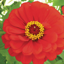 Zinnie Red - Zinnia haageana - BIOSAMEN