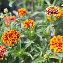 Zinnie Tapis Persan - Zinnia haageana - BIOSAMEN