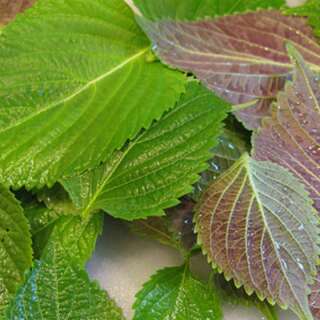 Shiso, grüner (aus Korea) - Perilla frutescens -...